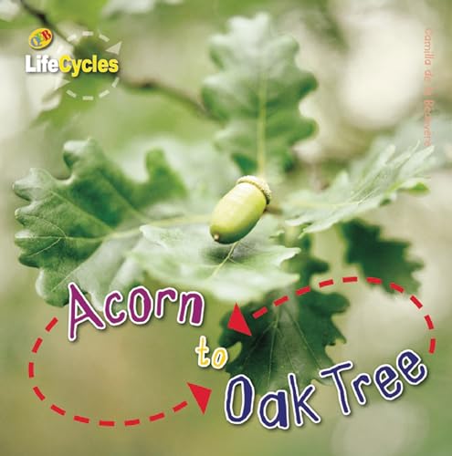 9781609920456: Acorn to Oak Tree (LifeCycles)