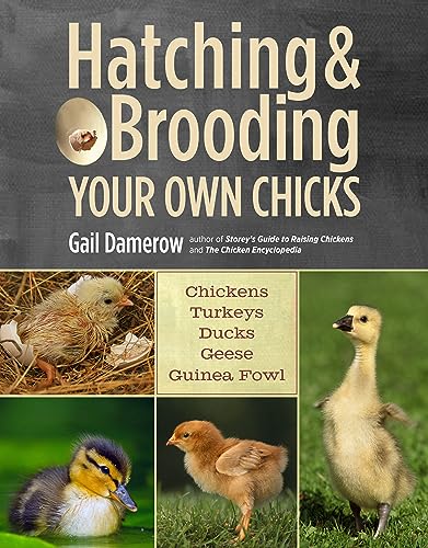 Stock image for Hatching Brooding Your Own Chicks: Chickens, Turkeys, Ducks, Geese, Guinea Fowl for sale by Zoom Books Company