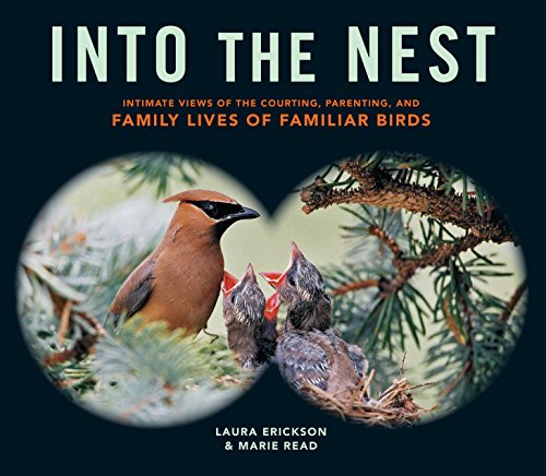 Stock image for Into the Nest: Intimate Views of the Courting, Parenting, and Family Lives of Familiar Birds for sale by ThriftBooks-Dallas