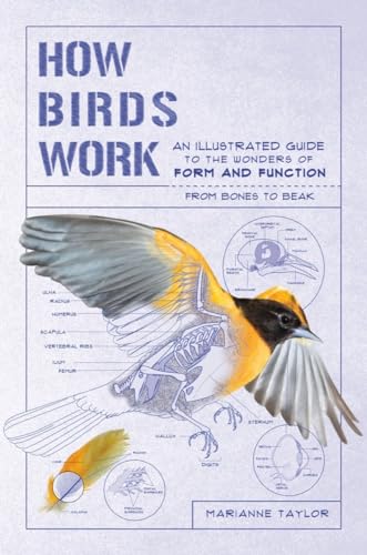 Stock image for How Birds Work: An Illustrated Guide to the Wonders of Form and Function - From Bones to Beak for sale by ThriftBooks-Phoenix