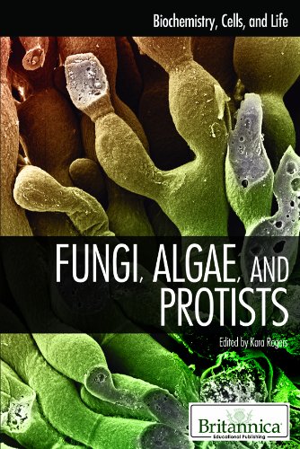 Imagen de archivo de Fungi, Algae, and Protists (Biochemistry, Cells, and Life) a la venta por SecondSale