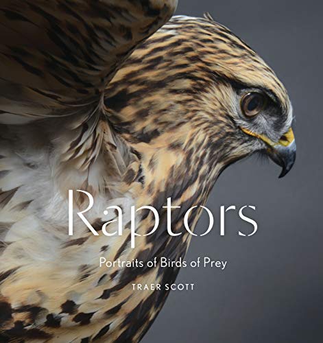 Stock image for Raptors: Portraits of Birds of Prey for sale by Better World Books