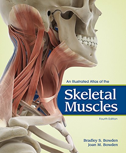 Imagen de archivo de An Illustrated Atlas of the Skeletal Muscles a la venta por ThriftBooks-Dallas