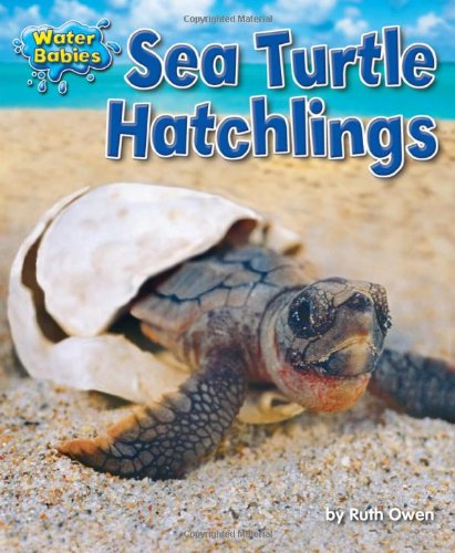 9781617726033: Sea Turtle Hatchlings