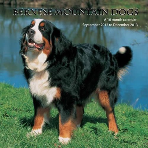 Bernese Mountain Dog 2013 Wall Calendar #MGDOG07 (9781617911477) by Magnum