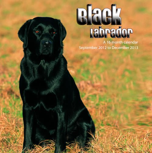 Black Labradors 2013 Wall Calendar #MGDOG10 (9781617911507) by Magnum