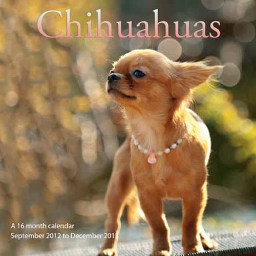 Chihuahuas 2013 Wall Calendar #MGDOG17 (9781617911576) by Magnum