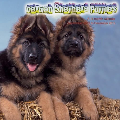 German Shepherd Puppies 2013 Wall Calendar #MGDOG54 (9781617911651) by Magnum