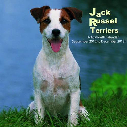 Jack Russell Terriers 2013 Wall Calendar #MGDOG30 (9781617911712) by Magnum