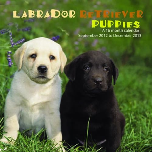 Labrador Retriever Puppies 2013 Wall Calendar (9781617911729) by Magnum