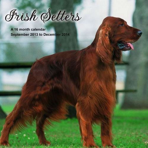 9781617913501: Irish Setters 2014 Wall Calendar