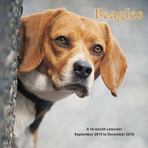 9781617915604: Beagles Calendar - 2016 Wall calendars - Dog Calendars - Monthly Wall Calendar by Magnum