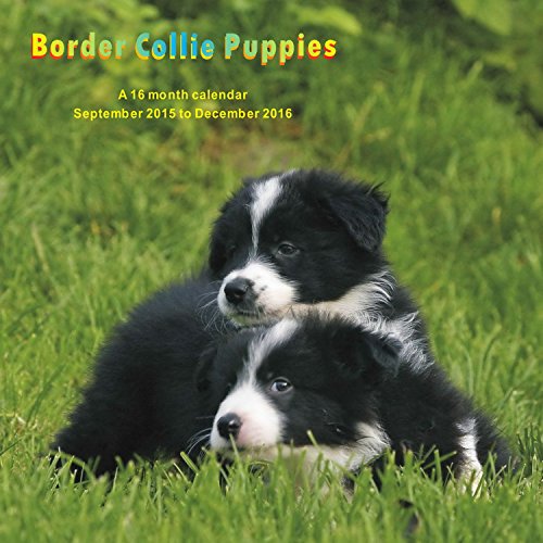 9781617915659: Border Collie Puppies Calendario Calendar 2016