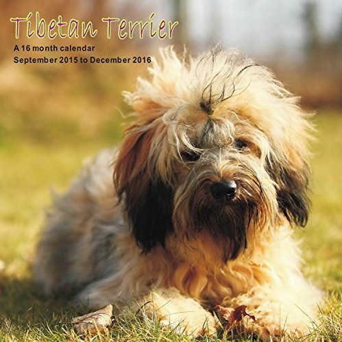 9781617916090: Tibetan Terrier Calendar - 2016 Wall calendars - Dog Calendars - Monthly Wall Calendars by Magnum