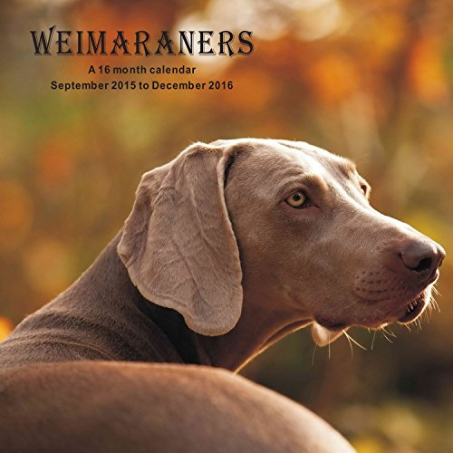 9781617916151: Weimaraners Calendar - 2016 Wall calendars - Dog Calendars - Monthly Wall Calendar by Magnum