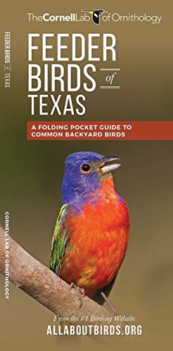 Stock image for Feeder Birds of Texas: A Folding Pocket Guide to Common Backyard Birds for sale by Revaluation Books