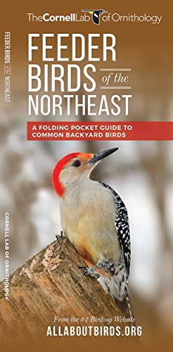 9781620052228: Feeder Birds of the Northeast: A Folding Pocket Guide to Common Backyard Birds