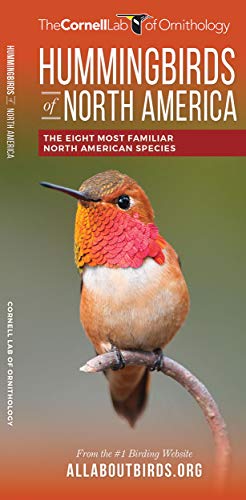 Stock image for Hummingbirds of North America: The Eight Most Familiar North American Species for sale by Revaluation Books