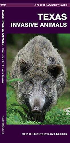 Stock image for Texas Invasive Animals: A Folding Pocket Guide to Familiar Animals (Wildlife and Nature Identification) for sale by BooksRun