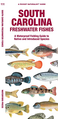 Stock image for South Carolina Freshwater Fishes : A Waterproof Folding Guide to Native and Introduced Species for sale by GreatBookPrices