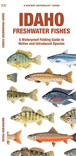 Stock image for Idaho Freshwater Fishes: A Waterproof Folding Guide to Native and Introduced Species (Pocket Naturalist Guide) for sale by SecondSale