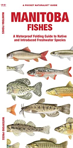 9781620056059: Manitoba Fishes: A Waterproof Folding Guide to Native and Introduced Freshwater Species (A Pocket Naturalist Guide)