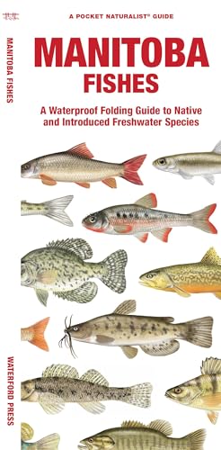 Imagen de archivo de Manitoba Fishes: A Waterproof Folding Guide to Native and Introduced Freshwater Species (A Pocket Naturalist Guide) [Pamphlet] Morris, Matthew; Waterford Press and Leung, Raymond a la venta por Lakeside Books