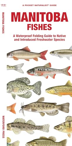 Stock image for Manitoba Fishes: A Waterproof Folding Guide to Native and Introduced Freshwater Species (A Pocket Naturalist Guide) [Pamphlet] Morris, Matthew; Waterford Press and Leung, Raymond for sale by Lakeside Books