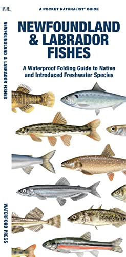 Beispielbild fr Newfoundland & Labrador Fishes: A Waterproof Folding Guide to Native and Introduced Freshwater Species (Pocket Naturalist Guide) [Pamphlet] Morris, Matthew; Waterford Press and Leung, Raymond zum Verkauf von Lakeside Books