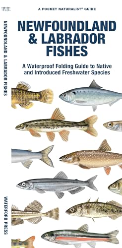 Stock image for Newfoundland & Labrador Fishes: A Waterproof Folding Guide to Native and Introduced Freshwater Species (Pocket Naturalist Guide) for sale by GF Books, Inc.