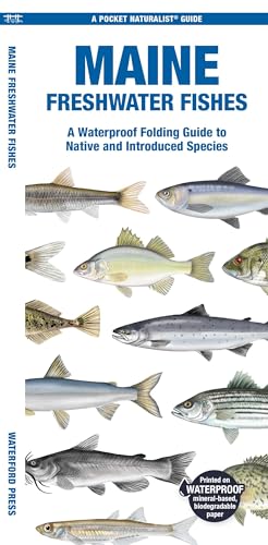 Stock image for Maine Freshwater Fishes: A Waterproof Folding Guide to Native and Introduced Species (A Pocket Naturalist Guide) for sale by Ebooksweb