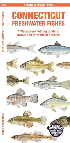 Stock image for Connecticut Freshwater Fishes: A Waterproof Folding Guide to Native and Introduced Species (Pocket Naturalist Guide) for sale by Ebooksweb