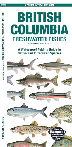 Stock image for British Columbia Fishes: A Folding Pocket Guide to All KNown Native and Introduced Freshwater Species (Pocket Naturalist Guide) [Pamphlet] Morris, Matthew for sale by Lakeside Books