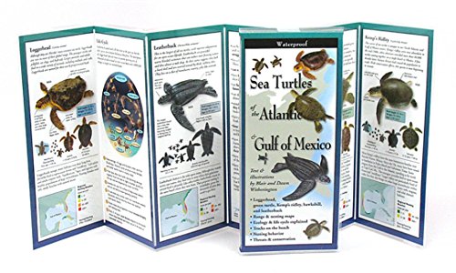 Imagen de archivo de Sea Turtles of the Atlantic & Gulf of Mexico (Foldingguides) a la venta por Lakeside Books