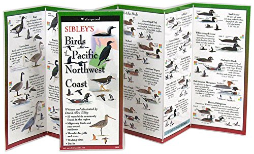 Stock image for Sibley's Birds of Pacific NW Coast (Foldingguides) for sale by Half Price Books Inc.