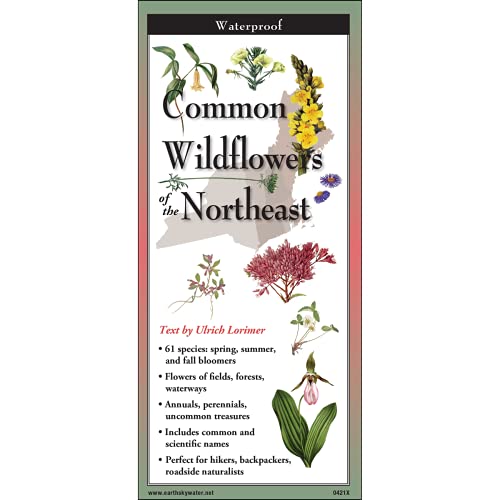 Stock image for Earth Sky + Water FoldingGuideT - Common Wildflowers of the Northeast - 10 Panel Foldable Laminated Nature Identification Guide for sale by SecondSale
