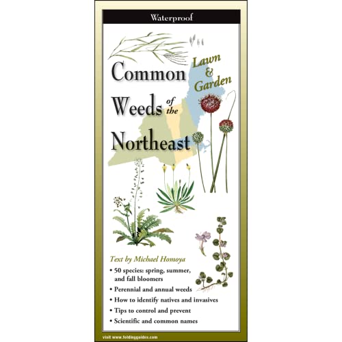 Stock image for Earth Sky + Water FoldingGuide - Common Weeds of the Northeast - 10 Panel Foldable Laminated Nature Identification Guide [Pamphlet] Michael Homoya for sale by Lakeside Books