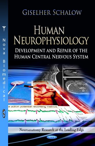 9781622574575: Human Neurophysiology: Development & Repair of the Human Central Nervous System (Neuroanatomy Research at the Leading Edge; Neuroscience Research Progress)