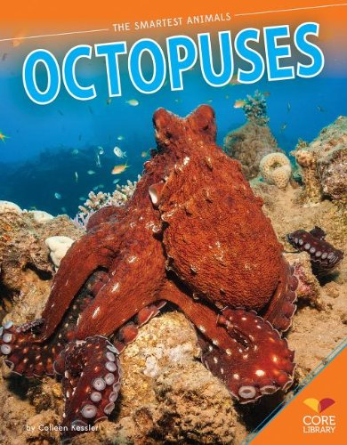Imagen de archivo de Octopuses (Smartest Animals) a la venta por Irish Booksellers