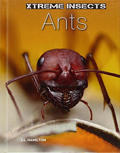 Beispielbild fr Ants zum Verkauf von ThriftBooks-Atlanta