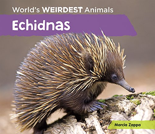 9781624037733: Echidnas (World's Weirdest Animals)