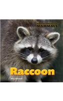 Stock image for Raccoon for sale by ThriftBooks-Dallas