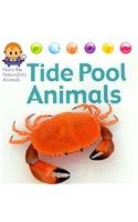 9781625880543: Tide Pool Animals