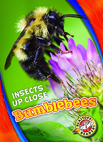 Beispielbild fr Bumblebees (Insects Up Close) zum Verkauf von Wonder Book