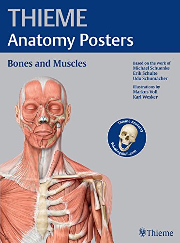 Imagen de archivo de THIEME Anatomy Posters Bones and Muscles a la venta por Read'em