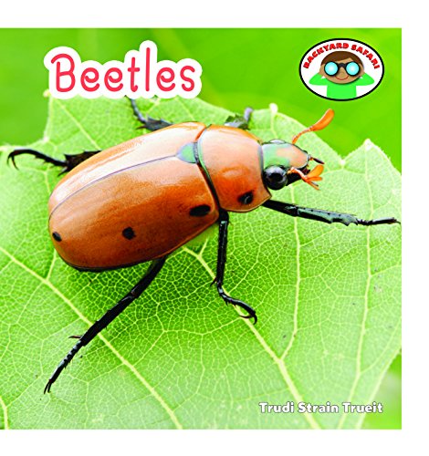 9781627120272: Beetles (Backyard Safari)