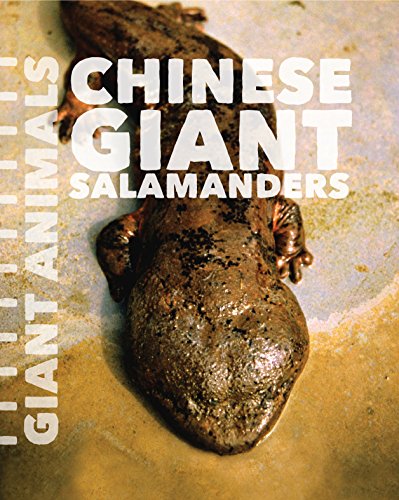 Stock image for Chinese Giant Salamanders for sale by Better World Books