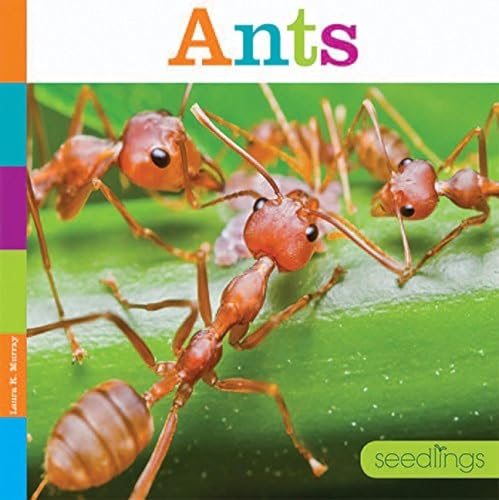 Beispielbild fr Ants zum Verkauf von Better World Books