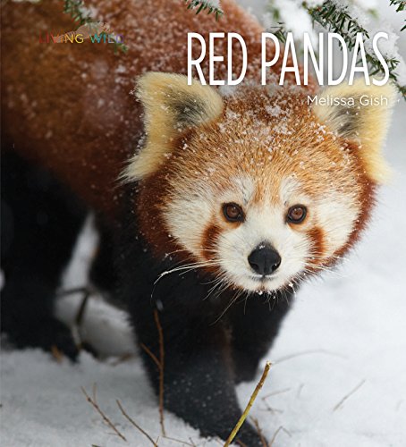 Beispielbild fr Red Pandas zum Verkauf von Better World Books