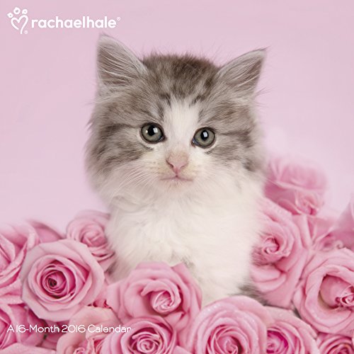 9781629051901: Rachael Hale Cats 2016 Calendar